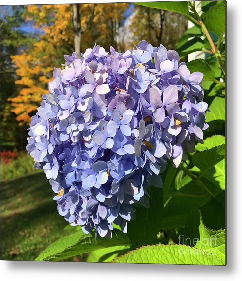 Hydrangea Metal Print featuring the photograph Hydrangea 7 by Amy E Fraser