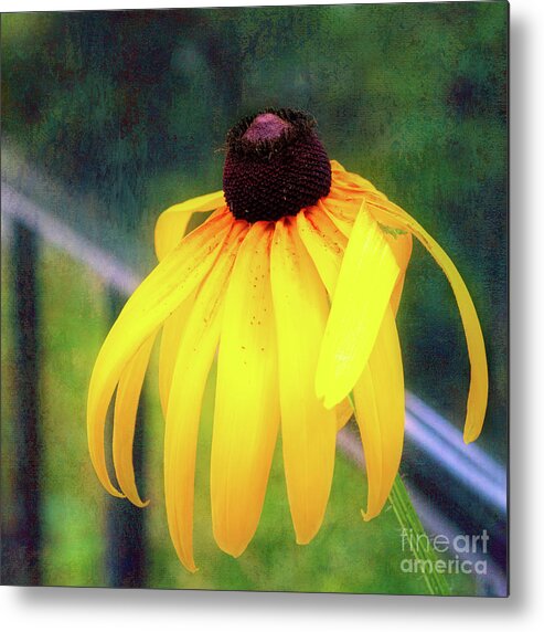 Black-eyed Susan Metal Print featuring the photograph Can-Do Cassie Climbing Over The Railing by Anita Pollak
