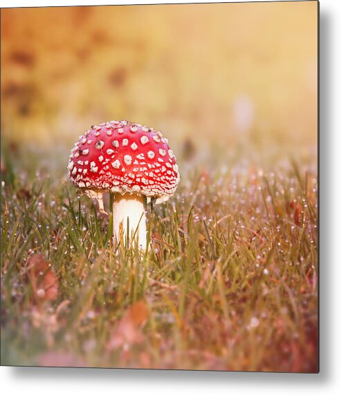 Toadstool Metal Print featuring the photograph I know the place by Jaroslav Buna