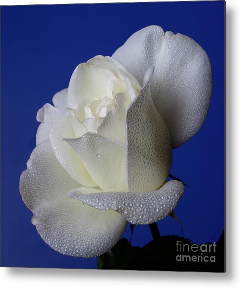 White Metal Print featuring the photograph Immaculate by Doug Norkum
