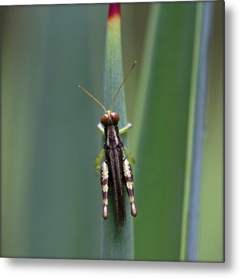 Insect Metal Print featuring the photograph India. Grasshopper On Cactus by Lal