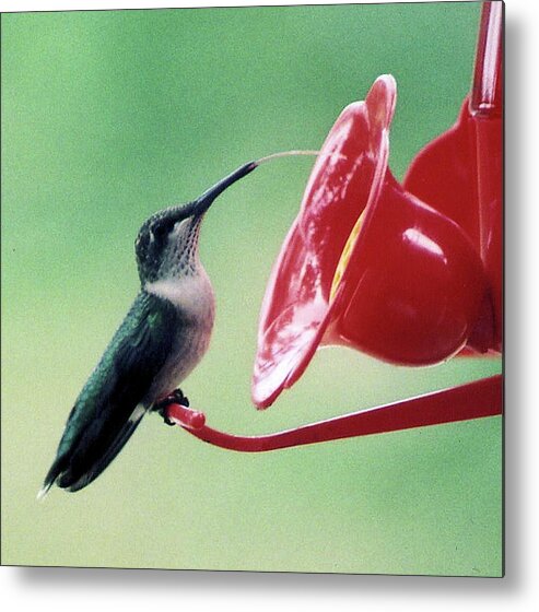 Birds Metal Print featuring the photograph Just a Taste by Karen Stansberry