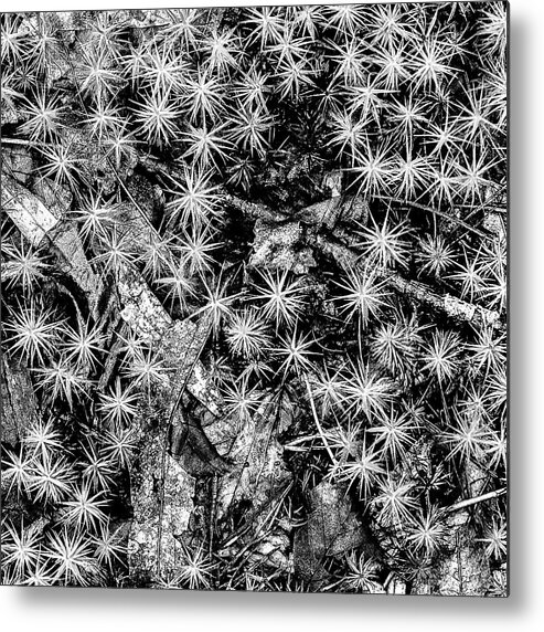 New Jersey Metal Print featuring the photograph Just Moss by Louis Dallara