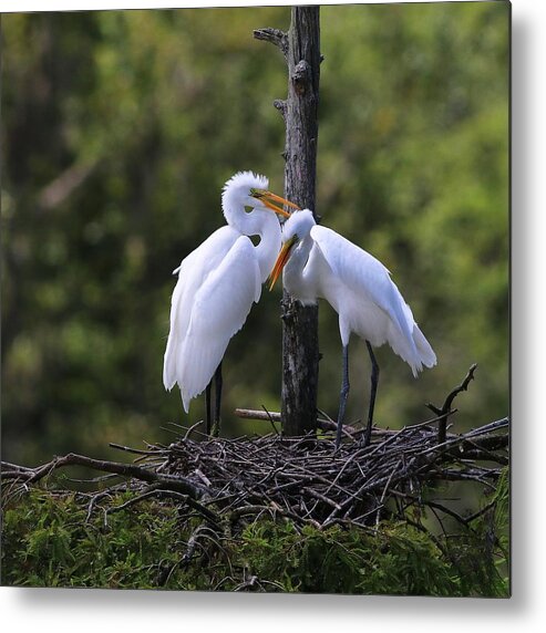 Juvenile Great Egret Metal Print featuring the photograph Juvenile Great Egrets by Carol Montoya