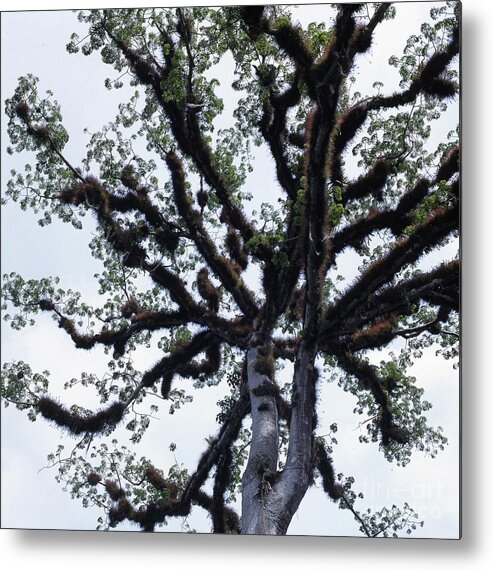 Central America Metal Print featuring the photograph Kapok Tree, Tabasco State, Mexico by 