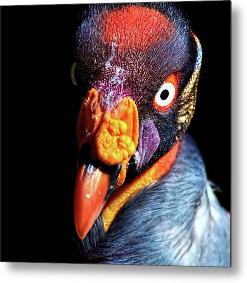 King Vulture Metal Print featuring the photograph King Vulture by Shot By Supervliegzus
