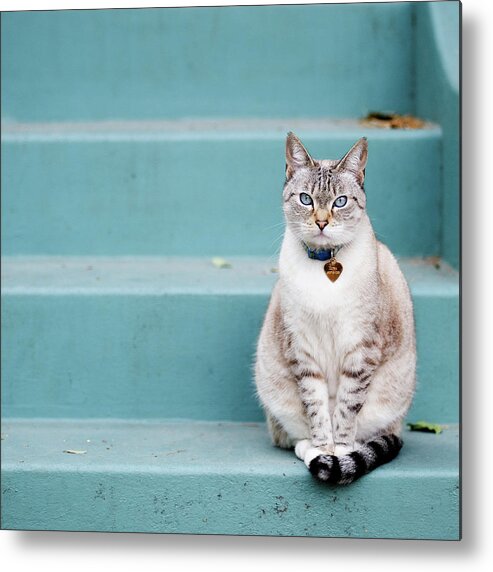 Pets Metal Print featuring the photograph Kitty On Blue Steps by Lauren Rosenbaum