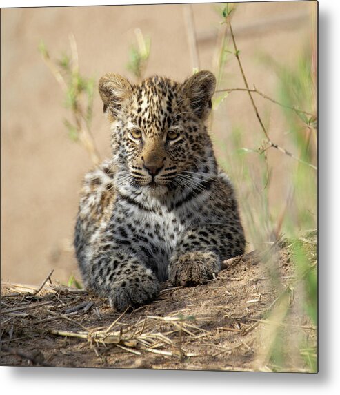 Leopard Metal Print featuring the photograph Leopard Cub resting by Patrick Nowotny