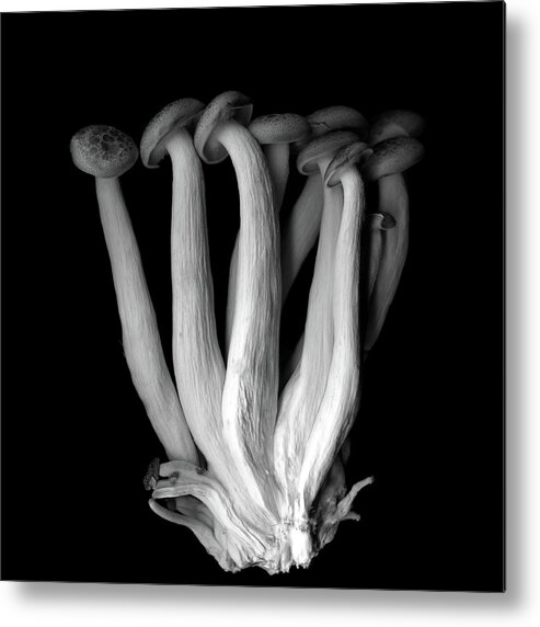 Edible Mushroom Metal Print featuring the photograph Les Pleureuses En Deuil B&w by Photograph By Magda Indigo