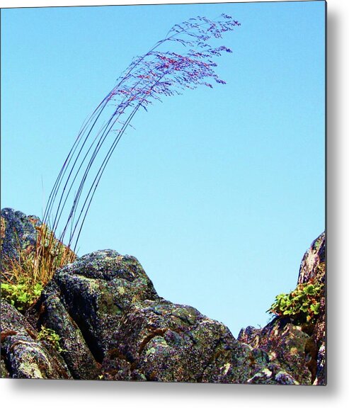 Grass Metal Print featuring the photograph Life by Fred Bailey