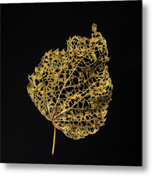 Leaf Metal Print featuring the photograph Linden Leaf Two by Ira Marcus