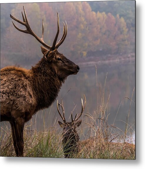 Lone Elk Park Metal Print featuring the photograph Long Live the King by Holly Ross