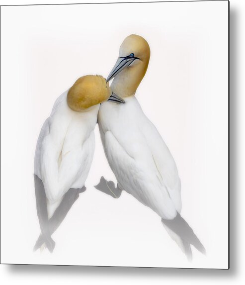 Gannets Metal Print featuring the photograph Love In The Air 2 by Molly Fu