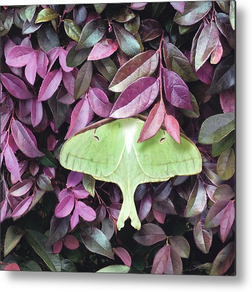 Luna Moth On Loropetalum Metal Print featuring the photograph Luna Moth On Loropetalum by Margaret Wilson