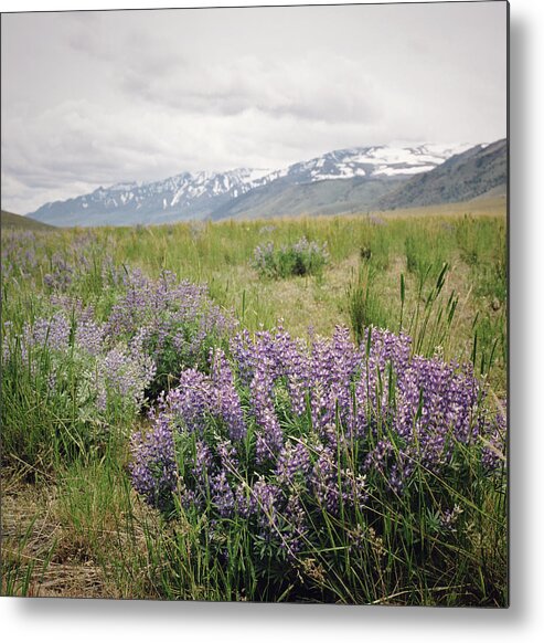 Scenics Metal Print featuring the photograph Lupine And Mountain Range by Danielle D. Hughson
