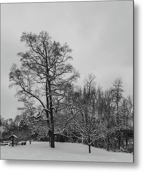 Black & White Metal Print featuring the photograph Majestic Trees in Snow by Liz Albro