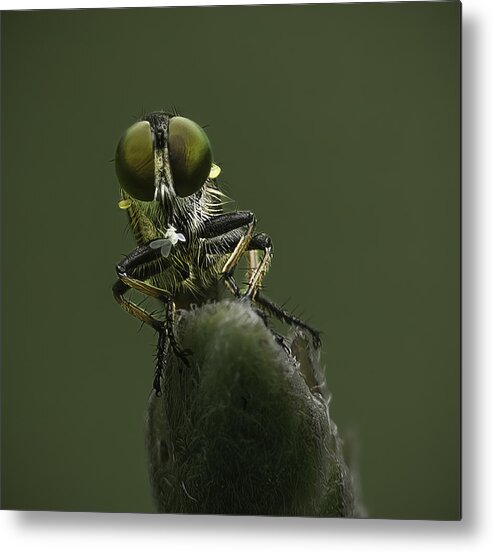  Metal Print featuring the photograph Mid-day Snack by Martin Wong