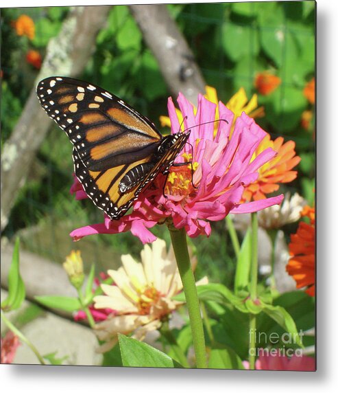 Monarch Metal Print featuring the photograph Monarch and Zinnia 1 by Amy E Fraser