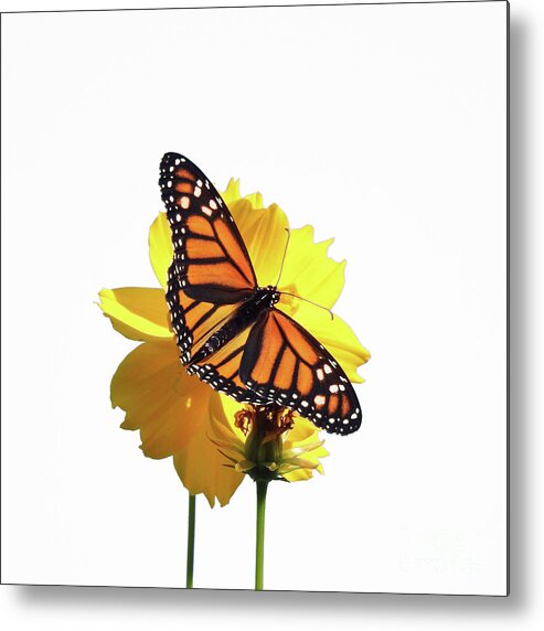 Monarch Butterfly Metal Print featuring the photograph Monarch Butterfly Art by Scott Cameron
