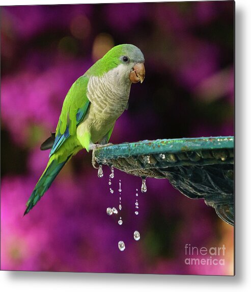 American Metal Print featuring the photograph Monk Parakeet and Iron Fountain by Pablo Avanzini