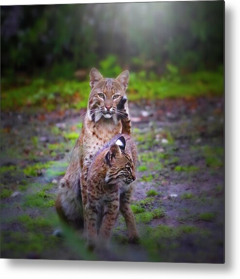 Bobcat Metal Print featuring the photograph Mother Bobcat and Kitten by Mark Andrew Thomas