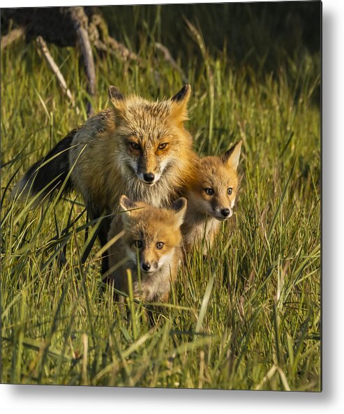 Child Metal Print featuring the photograph Mother Firefox With Her Children by Yibing Nie