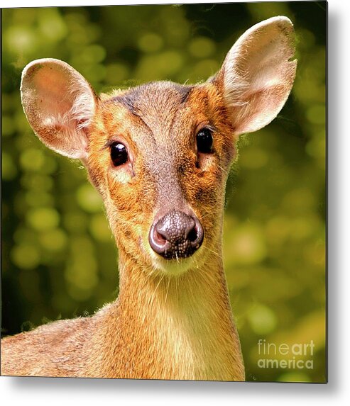 Muntjac Metal Print featuring the photograph Muntjac Deer by Martyn Arnold