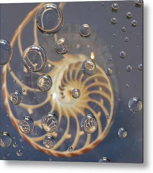 Nautilus Shell Metal Print featuring the photograph Nautilus Shell by Minnie Gallman