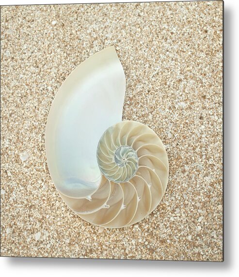 Scenics Metal Print featuring the photograph Nautilus Shell On Sand by Siri Stafford