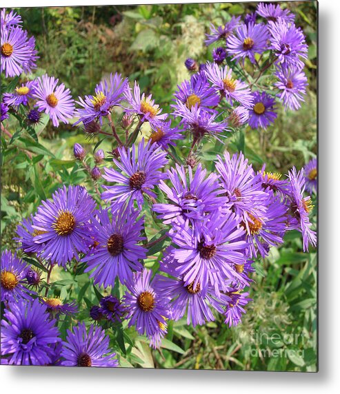New England Aster Metal Print featuring the photograph New England Aster 14 by Amy E Fraser