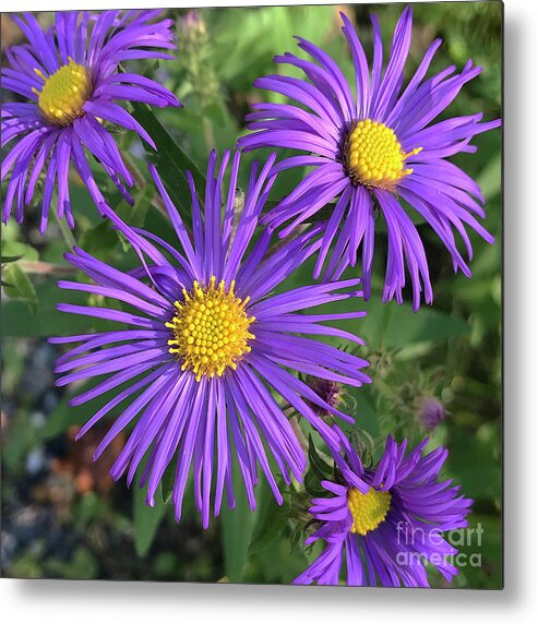 New England Aster Metal Print featuring the photograph New England Aster 17 by Amy E Fraser