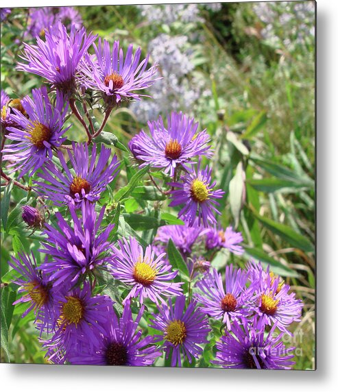 New England Aster Metal Print featuring the photograph New England Aster 3 by Amy E Fraser
