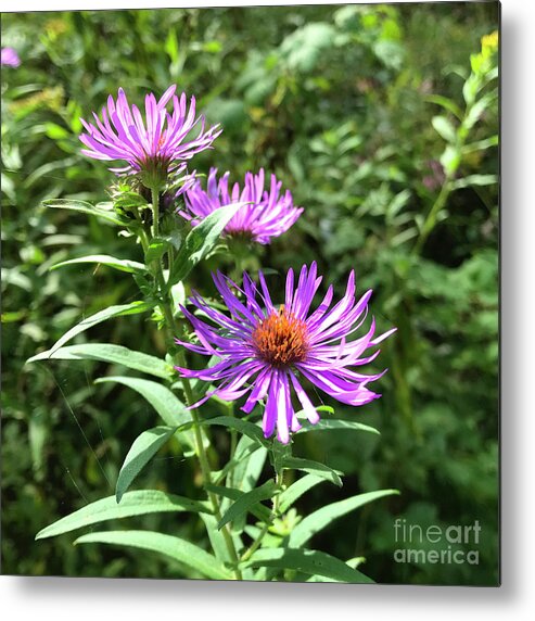 New England Aster Metal Print featuring the photograph New England Aster 4 by Amy E Fraser