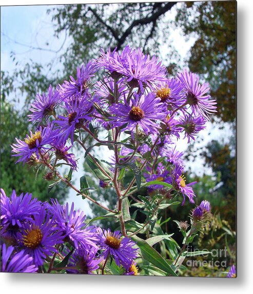 New England Aster Metal Print featuring the photograph New England Aster 9 by Amy E Fraser