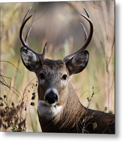 Horned Metal Print featuring the photograph Nice White Tail Deer Buck by David C Stephens