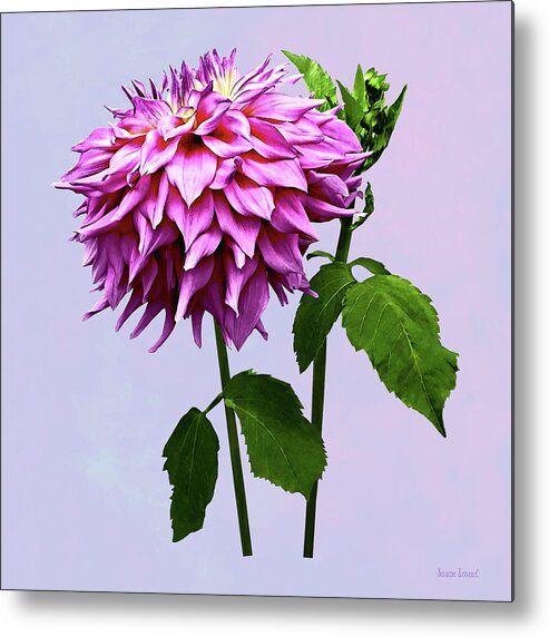 Dahlia Metal Print featuring the photograph One Pink Dahlia and Buds by Susan Savad