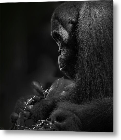  Metal Print featuring the photograph Orangutan by Twee Liang Wong