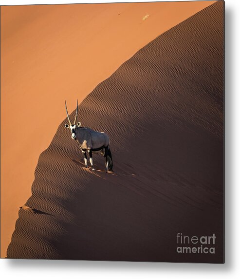 Gemsbok Metal Print featuring the photograph Oryx on the edge, Namibia by Lyl Dil Creations