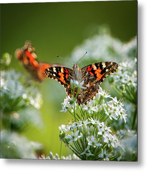 Painted Lady Metal Print featuring the photograph Painted Ladies by Jeff Phillippi
