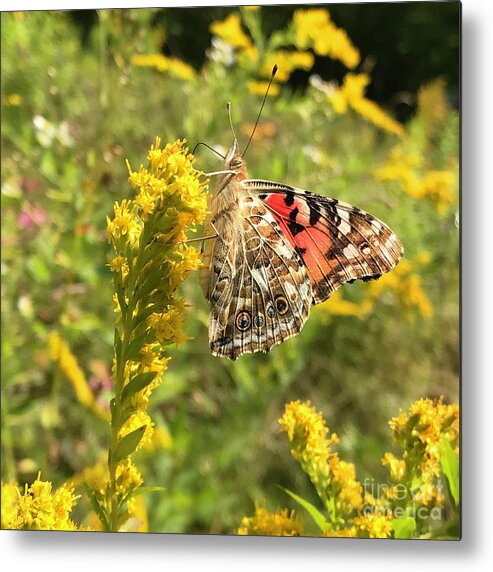 Painted Lady Metal Print featuring the photograph Painted Lady and Goldenrod 3 by Amy E Fraser