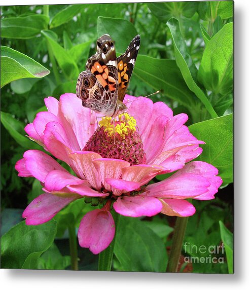 Painted Lady Metal Print featuring the photograph Painted Lady and Zinnia 10 by Amy E Fraser