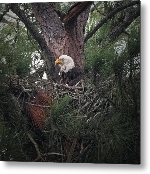 Nesting Metal Print featuring the photograph Patiently Waiting by JASawyer Imaging