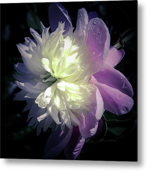 Peony Metal Print featuring the photograph Pink and White Peony Petals and Drops by Julie Palencia
