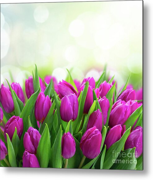 Tulips Metal Print featuring the photograph Violet Matters by Anastasy Yarmolovich