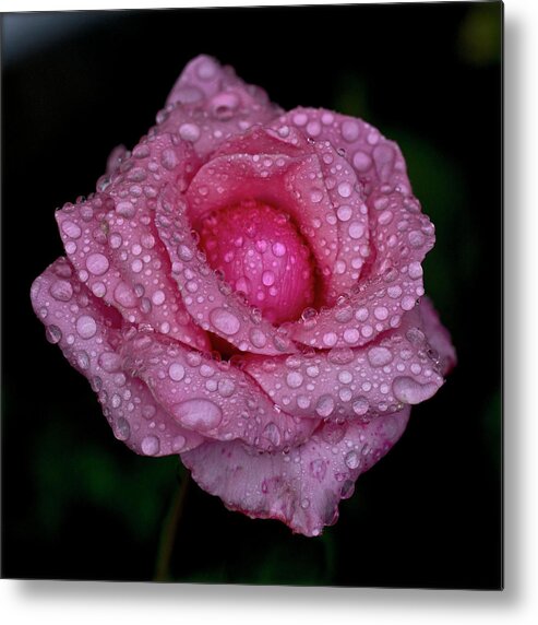 Burgundy Metal Print featuring the photograph Pink Rose And Rain Drops by Lal