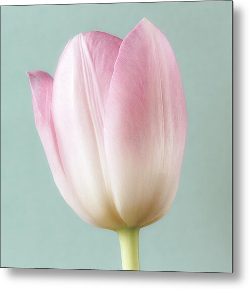 Tulip Metal Print featuring the photograph Pink Tulip by Tanya C Smith