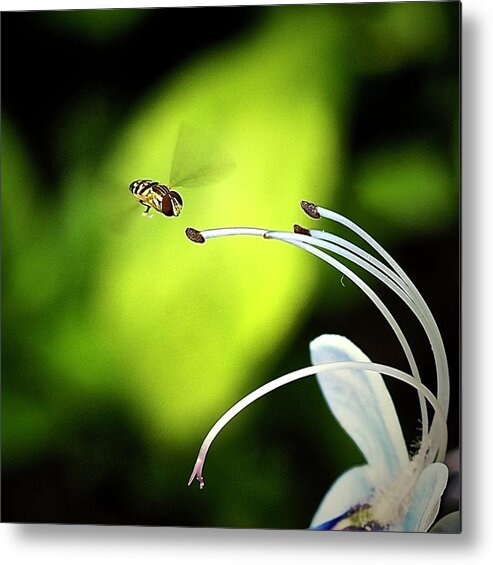 Nature Metal Print featuring the photograph Please Touch by Alida M Haslett