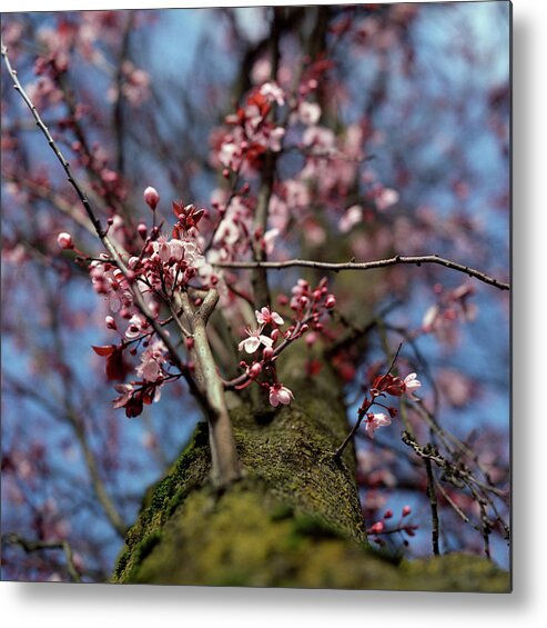 Plum Metal Print featuring the photograph Plum Blossoms And Blue Sky by Danielle D. Hughson