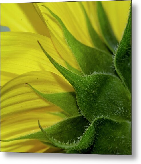 Yellow Metal Print featuring the photograph Pointed by Cathy Kovarik
