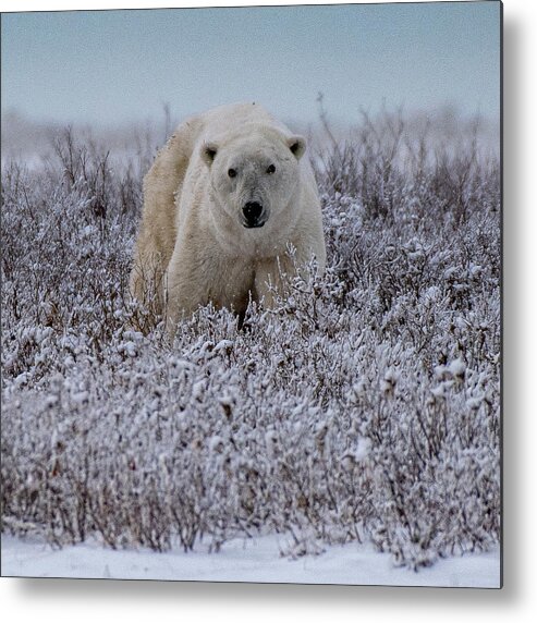 Bear Metal Print featuring the photograph Polar Bear in Snow Covered Willow by Mark Hunter